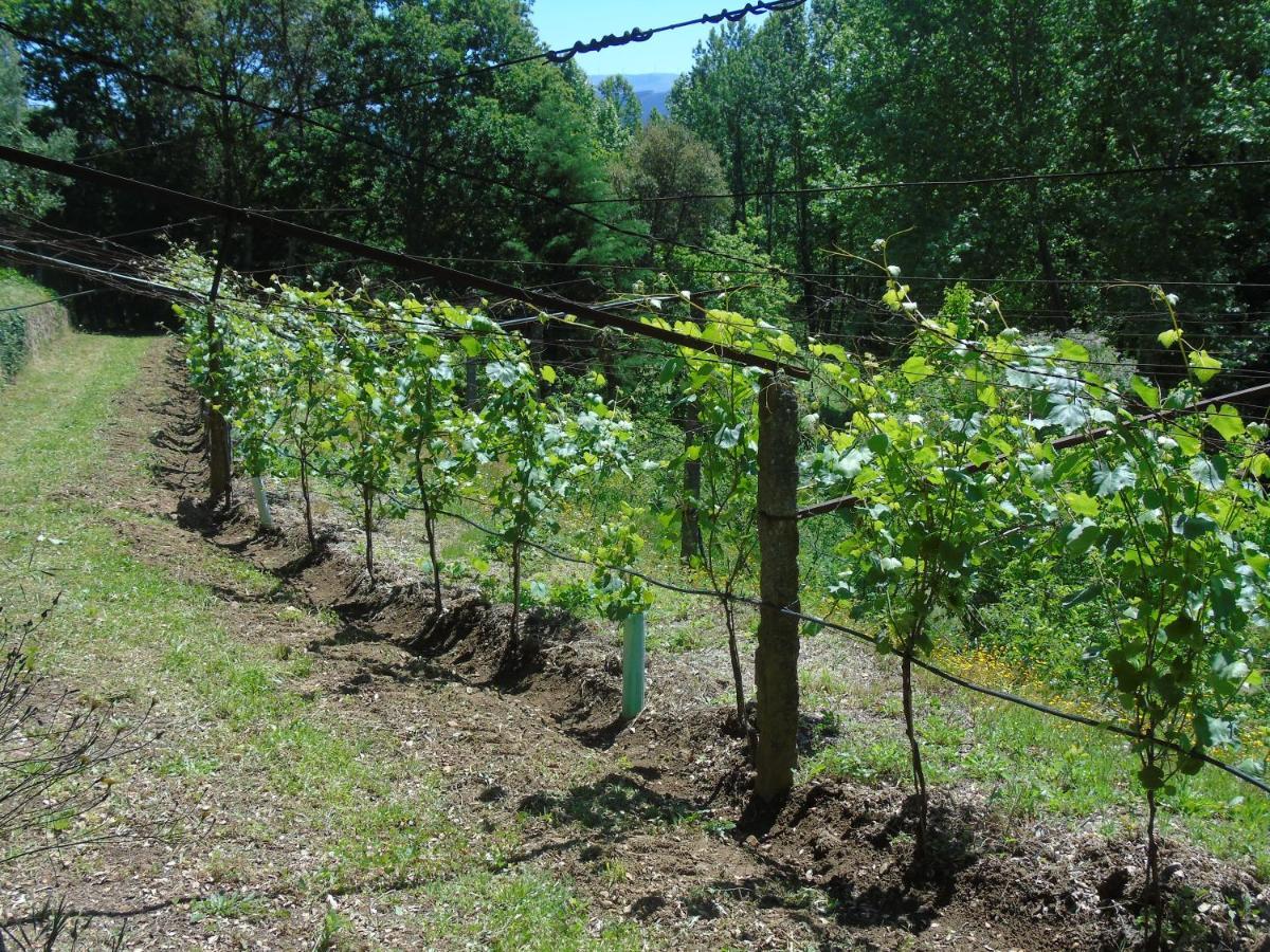 Quinta Da Chouza Agroturismo E Enoturismo Celorico De Basto Eksteriør billede