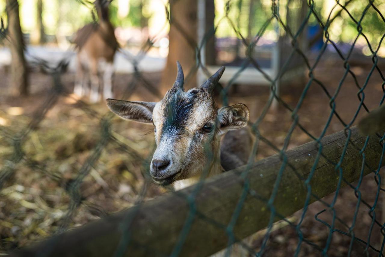 Quinta Da Chouza Agroturismo E Enoturismo Celorico De Basto Eksteriør billede
