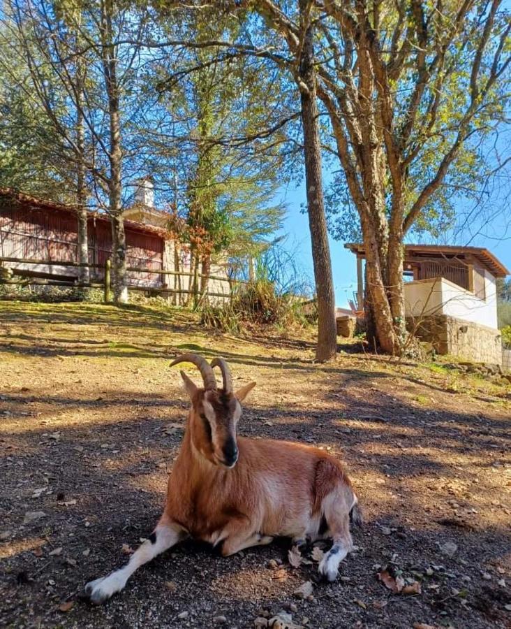 Quinta Da Chouza Agroturismo E Enoturismo Celorico De Basto Eksteriør billede