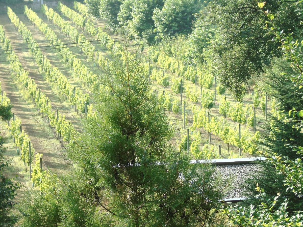 Quinta Da Chouza Agroturismo E Enoturismo Celorico De Basto Eksteriør billede